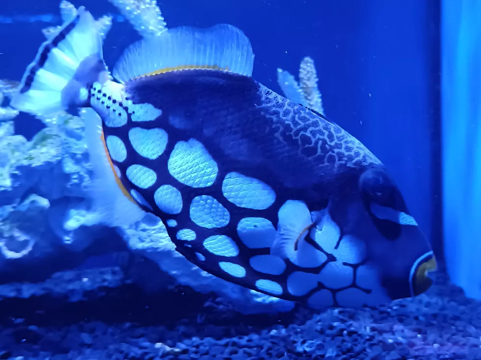 travel program image