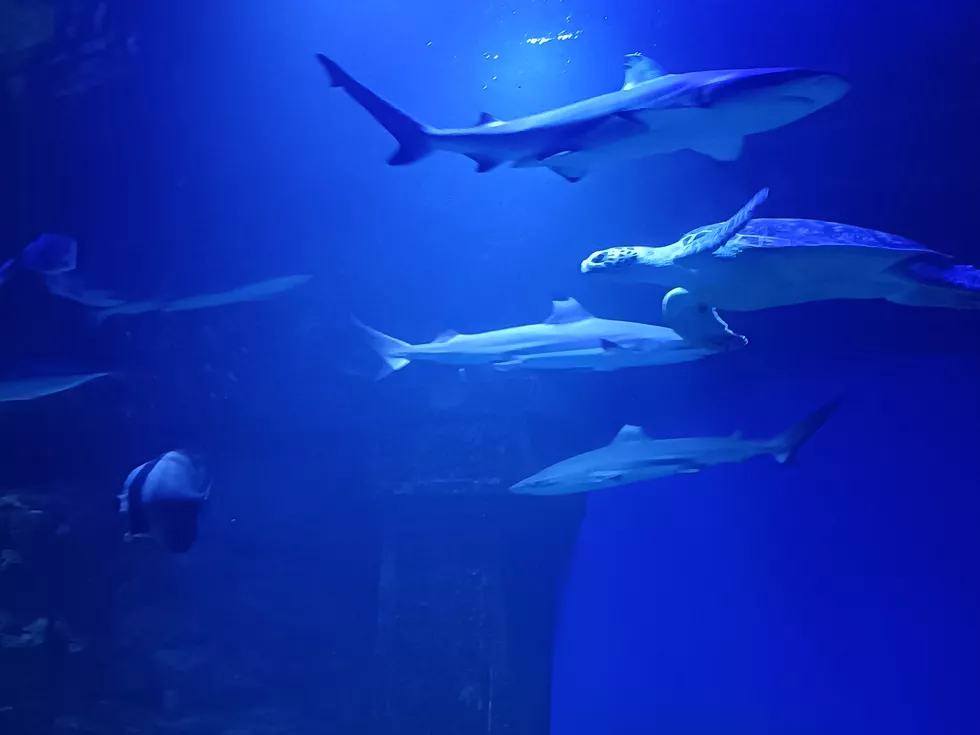 travel program image