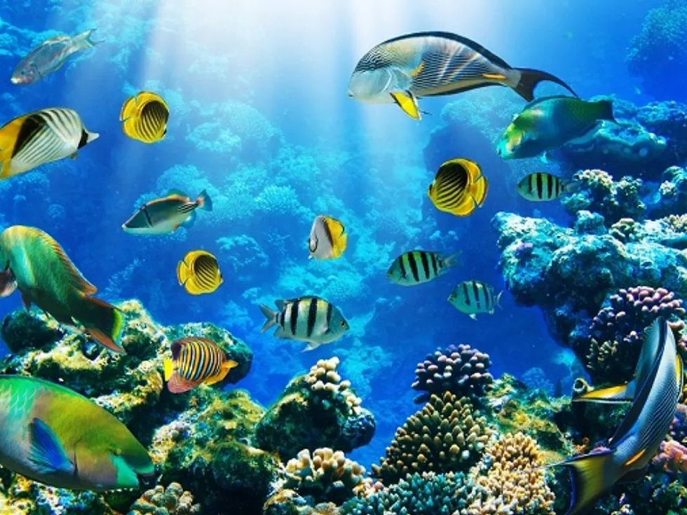 travel program image