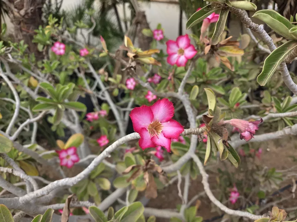 travel program image