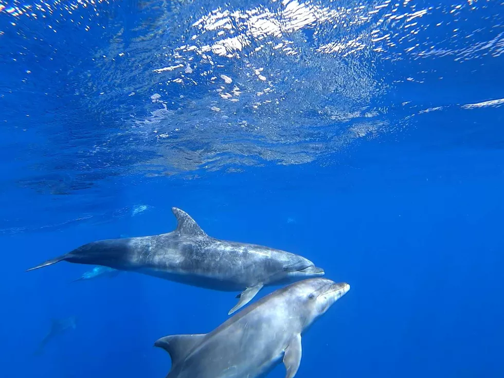 travel program image