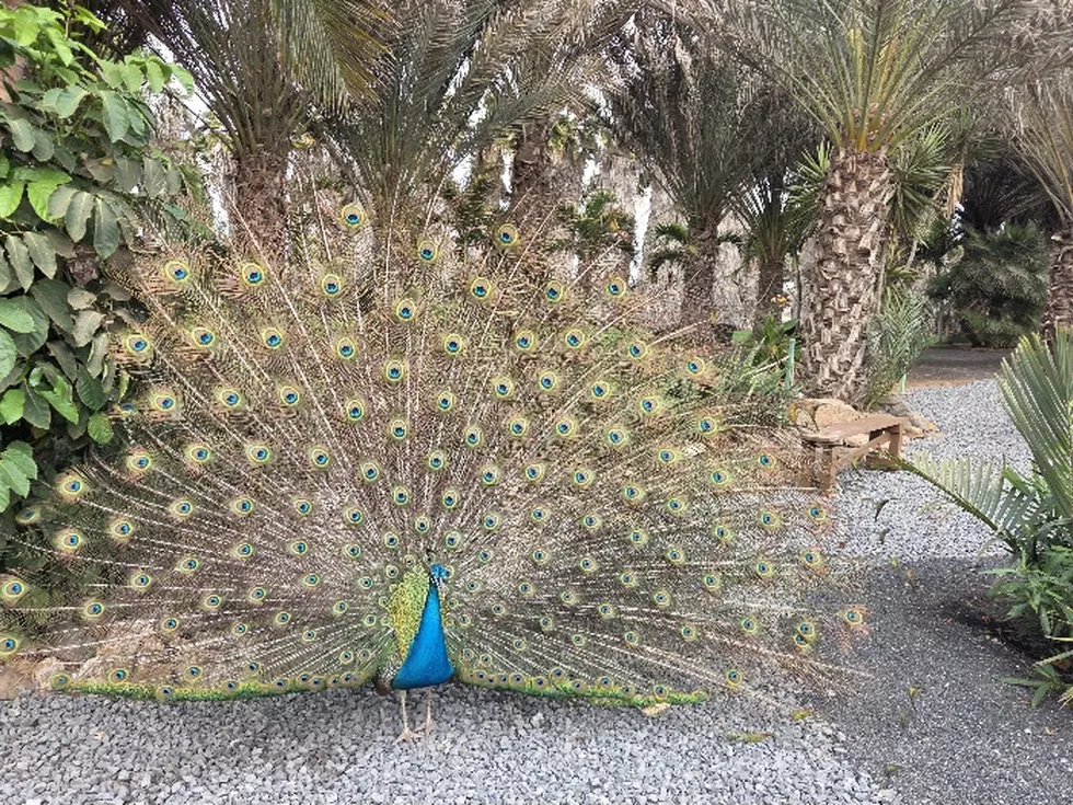 travel program image