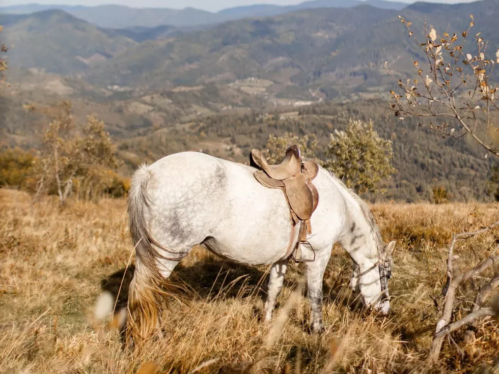 travel program image