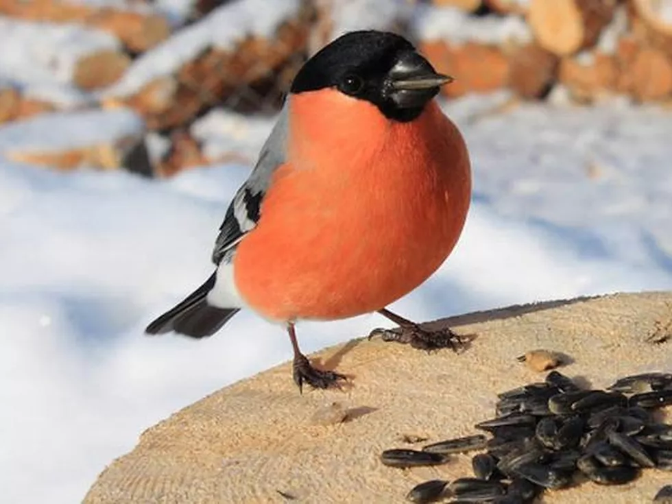 travel program image