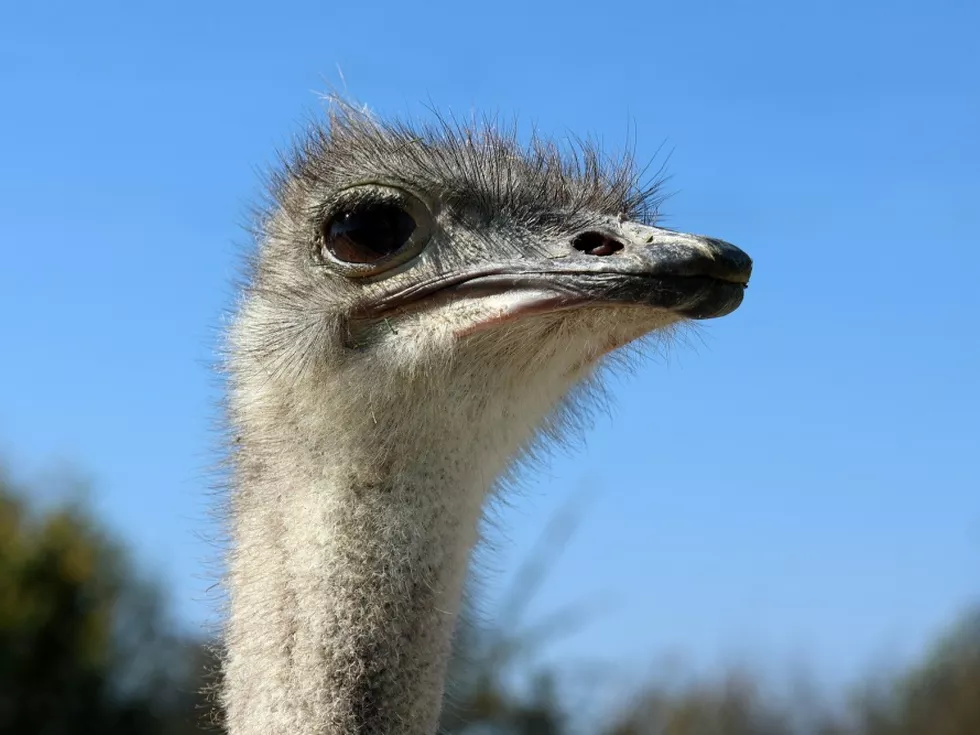 travel program image