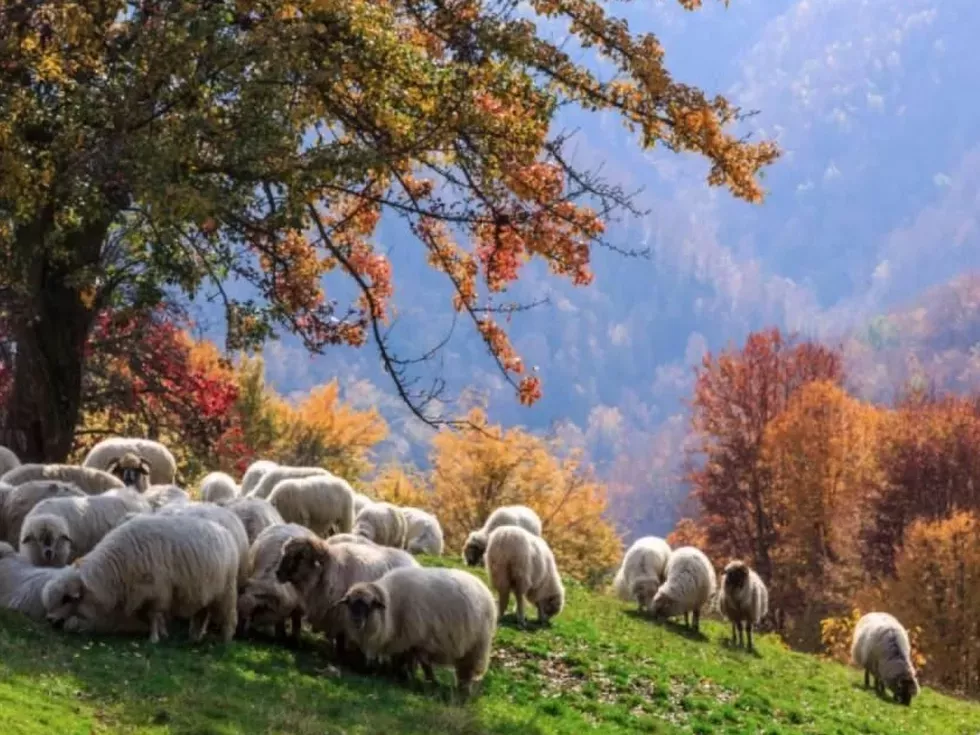 travel program image