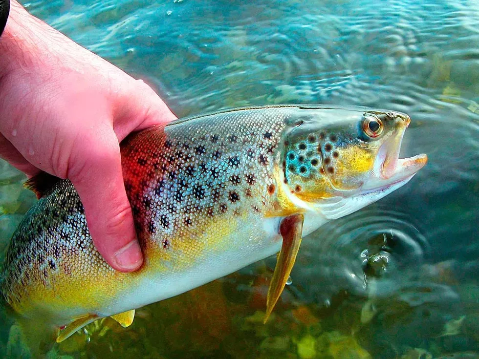 travel program image