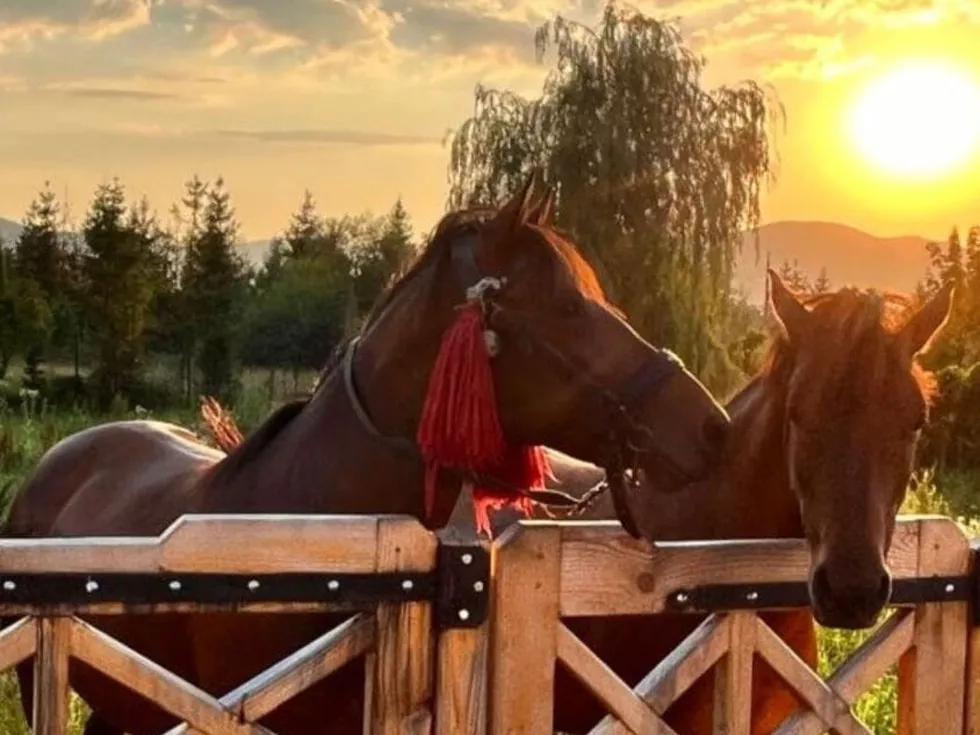 travel program image