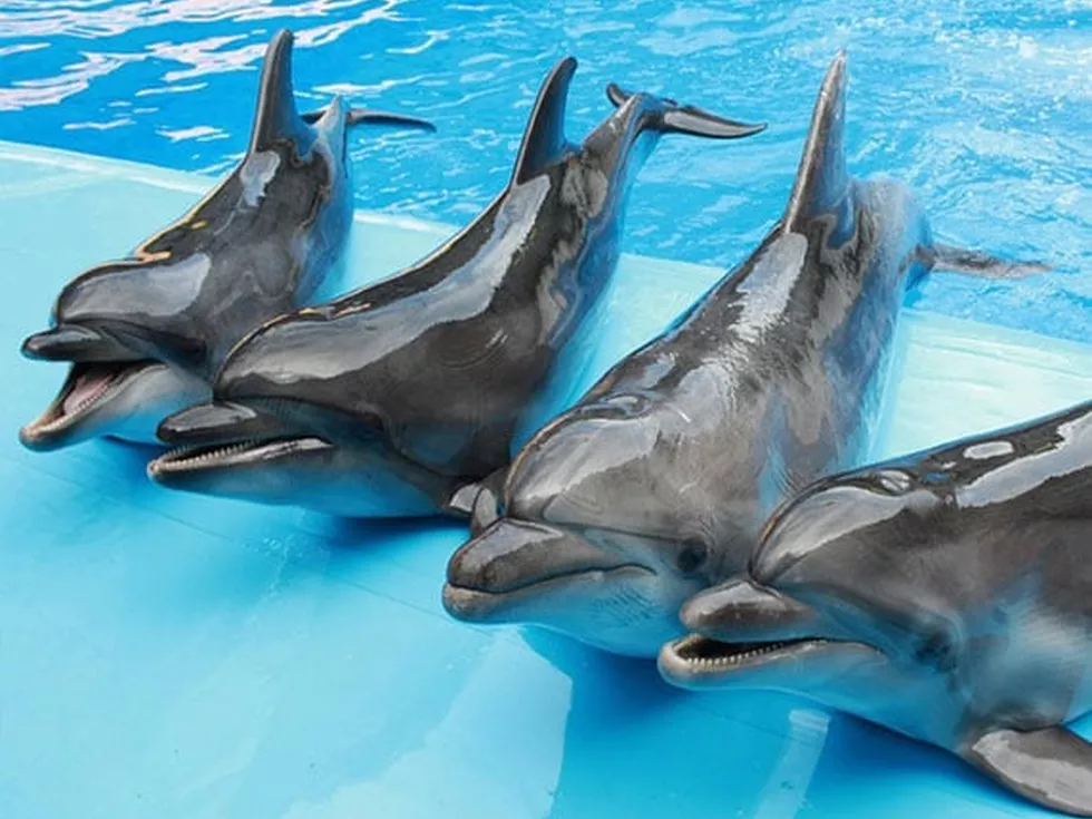 travel program image