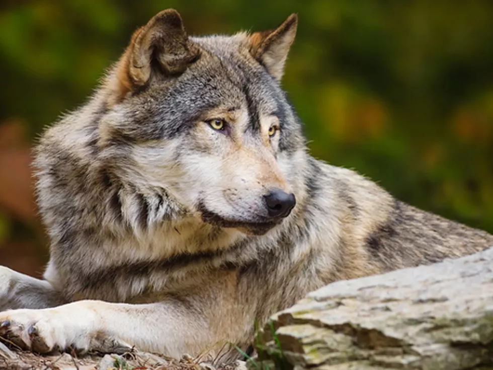 travel program image