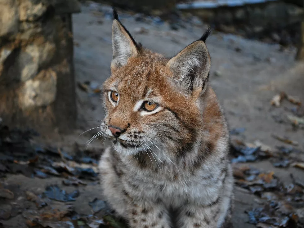 travel program image