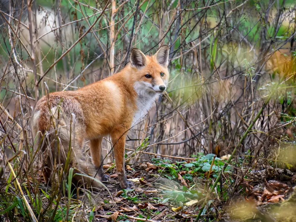 travel program image