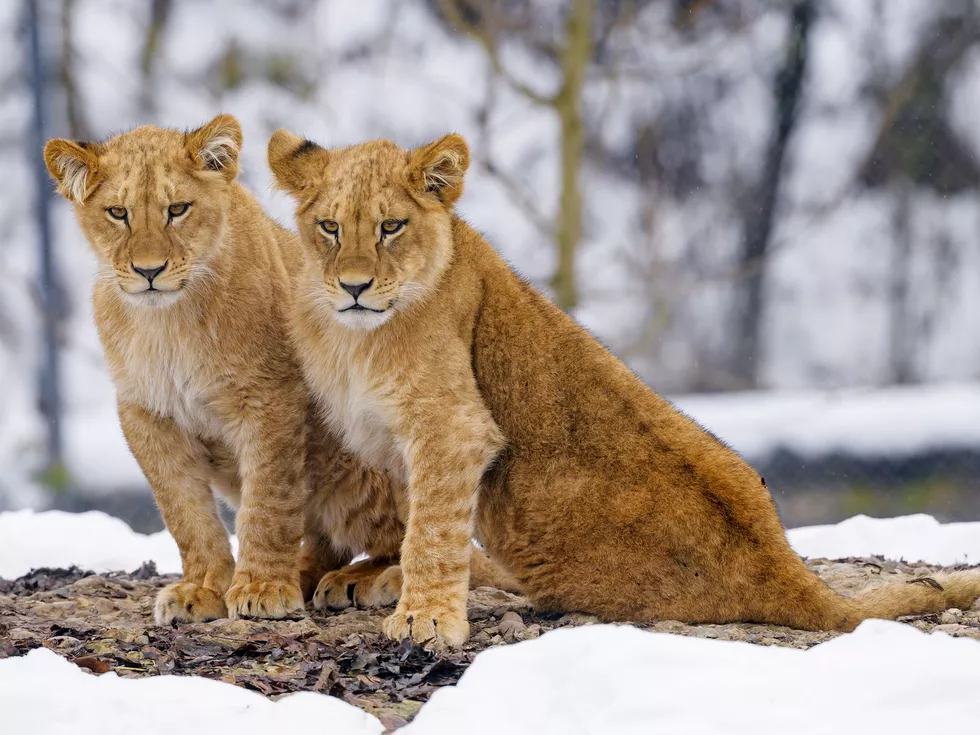 travel program image