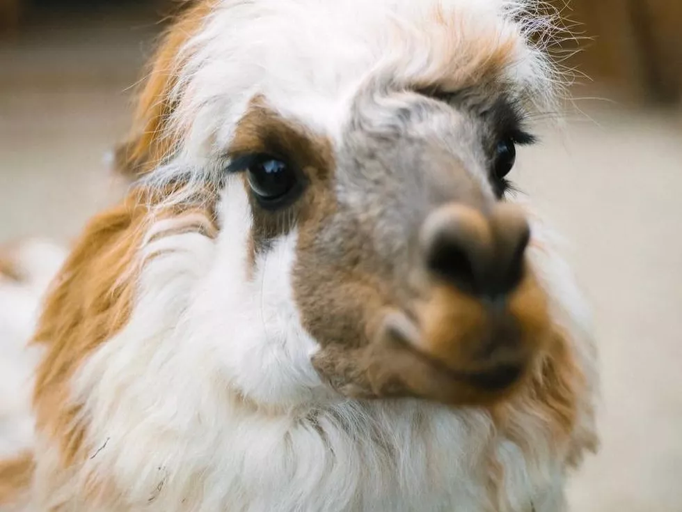 travel program image