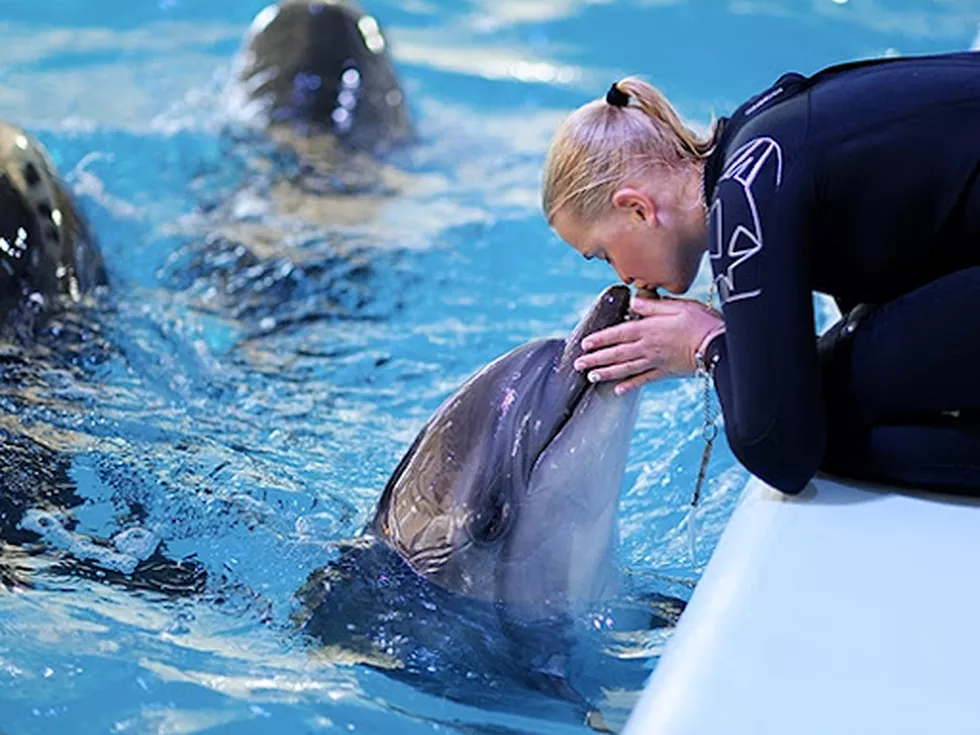 travel program image