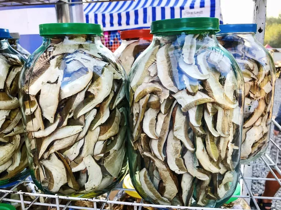 travel program image