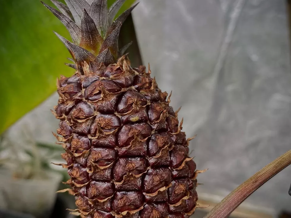 travel program image