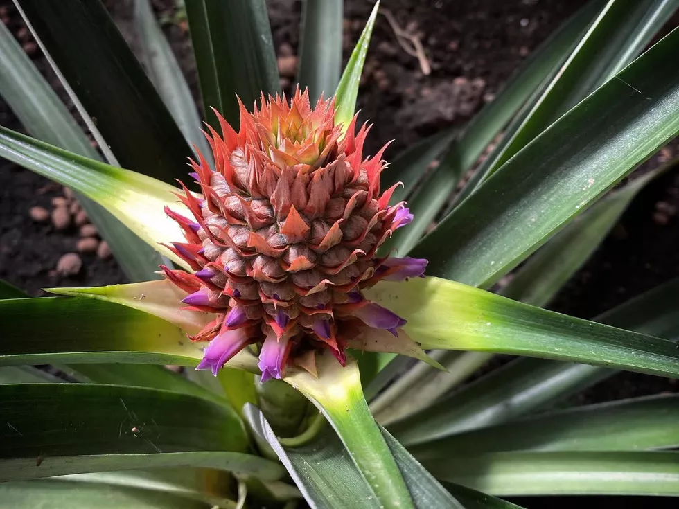 travel program image