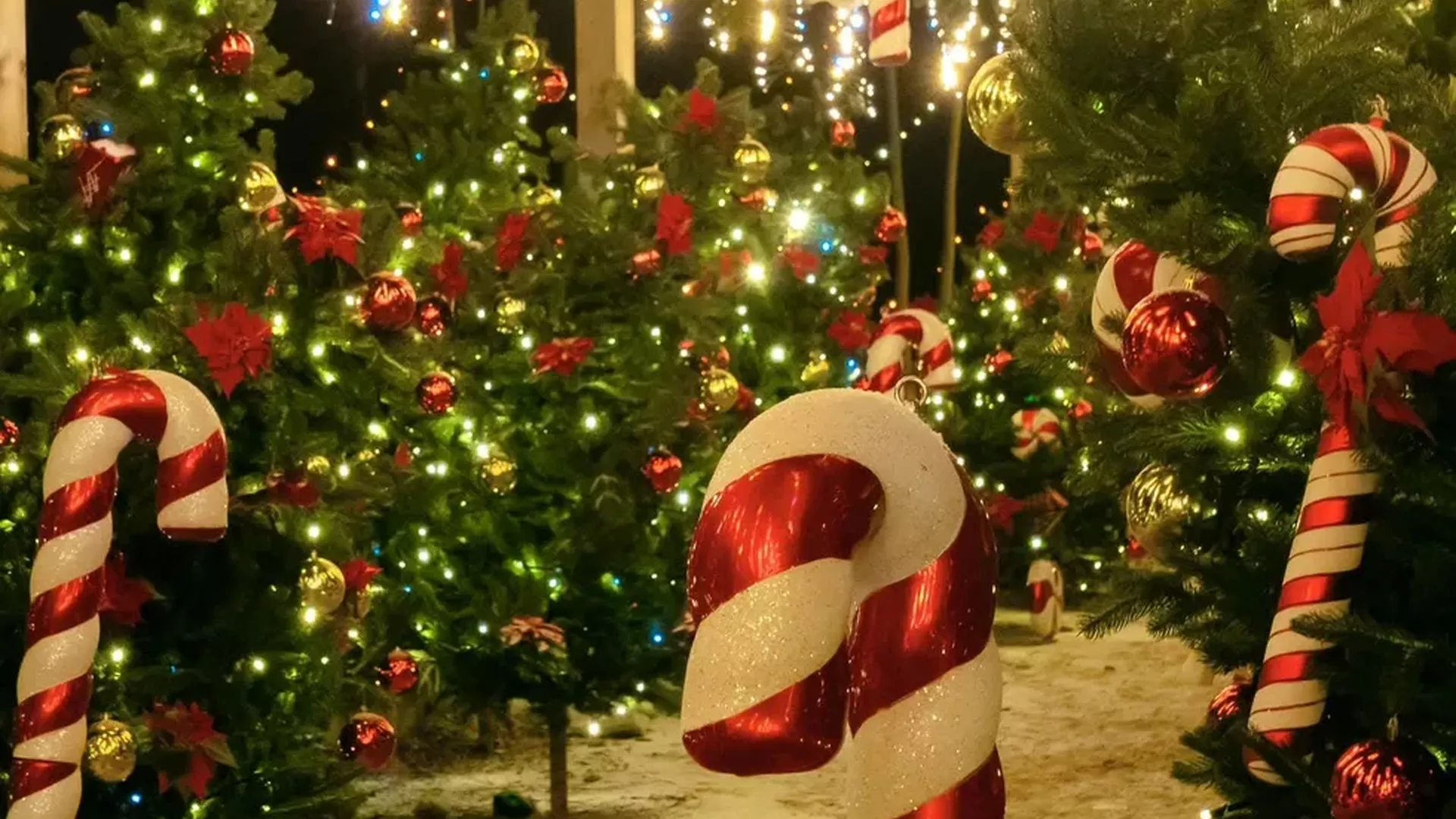 trip inroduction image