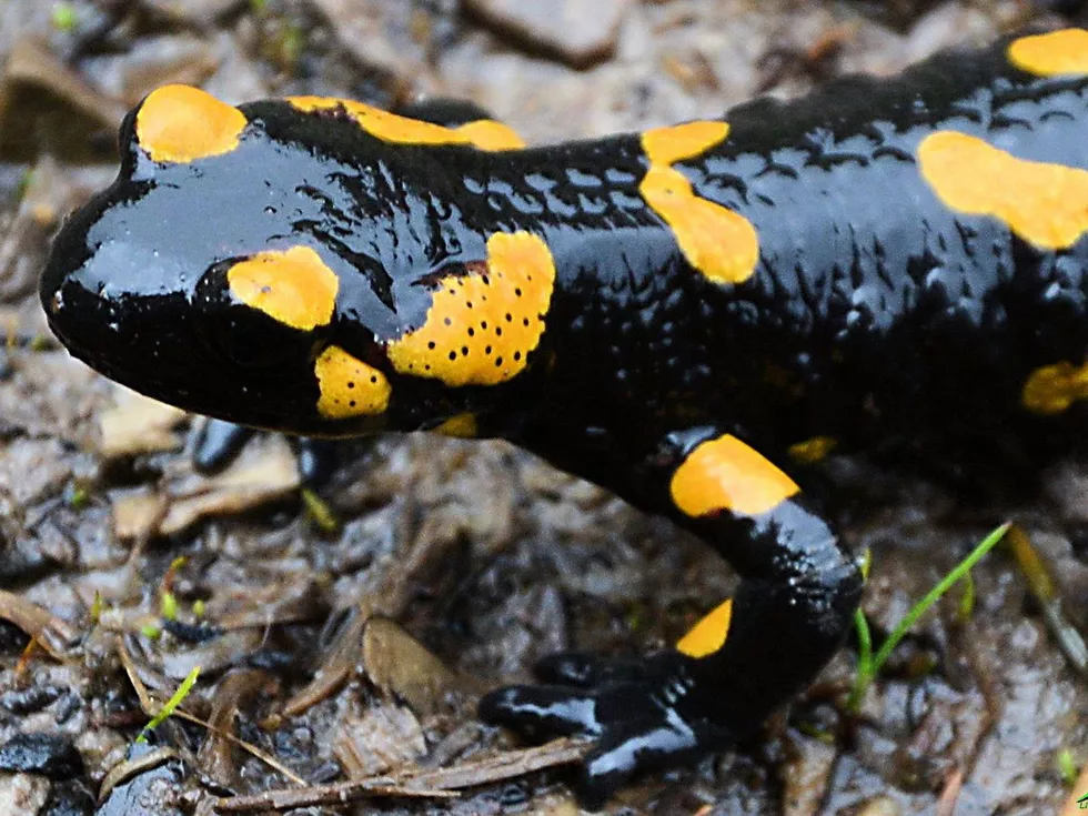 travel program image