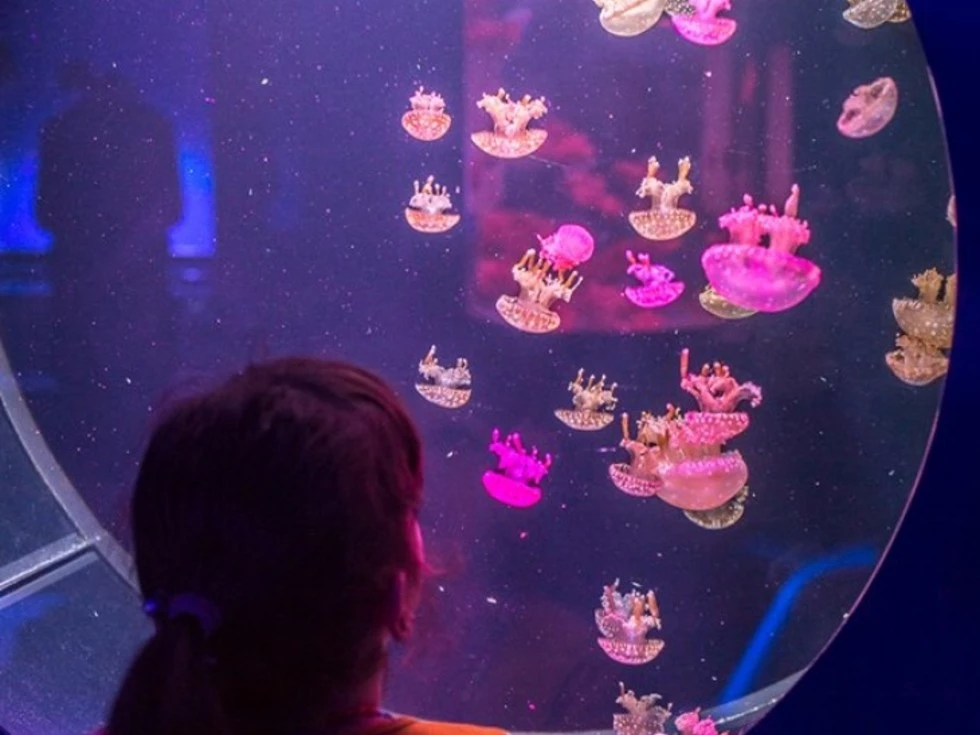 travel program image